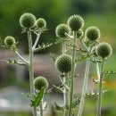 큰절굿대 [Echinops sphaerocephalus] 이미지