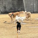 컴패니언 | 퍼피 사료 유목민 종결! 클래식펫츠 퍼피 강아지 컴패니언 건식사료 콜리콜리 정착 후기 🐶