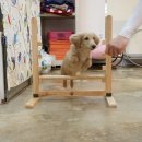 해피퍼피 강아지 유치원 이미지