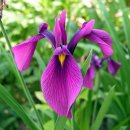 내가 더 이미지