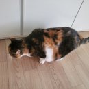 뱃살야옹 이미지