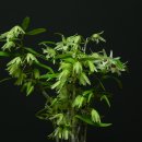 녹홍