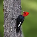 딱따구리 종류 (woodpecker) 이미지