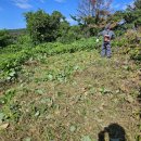 삼정리 | 포항 구룡포 삼정리 벌초대행 후기