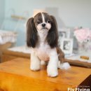 플라이플라잉 이미지