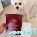 소래동물병원에서 받은 여름이 2살 건강검진 후기