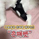 은해반려동물보조기 이미지