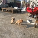 공항 가까운 전원주택 펫시터 이미지