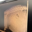 리틀파우스 이미지