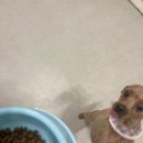 치즈 애견유치원&애견호텔 이미지