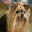 나의 코코 이미지