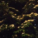 도림천로 이미지