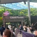 자이언트포레스트 | 싱가포르 여행 클라우드 포레스트 (쥬라기월드) 방문 후기