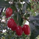 풍산농원 이미지