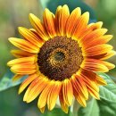 거문농장 이미지