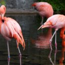 플라밍고 이미지