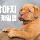 강아지내담