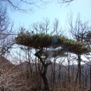 2015021대추남만디.대운산.시명산.석은덤산.함박산산행