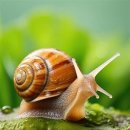 달팽이 이미지