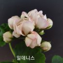 데니스하우스 이미지