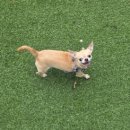 두바이애견풀빌라1 이미지