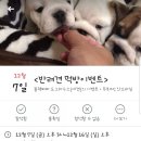 블랙파파도그하우스 이미지