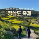 2025 청산도 축제 | 슬로길 따라 걷는 유채꽃 청산도 여행 코스 추천