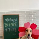 아산 반려견 교육센터 이미지