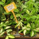 식물 _ 드라세나 수르쿨로사 밀키웨이 Dracaena surculosa &#39;Milky Way&#39; 꽃말 및 개화 시기 번식 키우는...