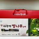 용이네 농장 | 대관령 벌나무 농장 자연산 벌나무즙 벌나무엑기스 솔직 후기
