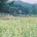 해여림식물원 이미지