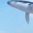 난다고래 이미지