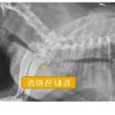 아띠동물병원 이미지