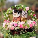 댕댕라운지 이미지