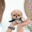 울산 강아지분양 미유펫 이미지