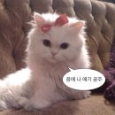 하라라성형외과의원 | 더비비성형외과 (비절개- 인아웃, 지방제거, 윗트임)