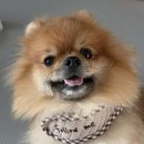 부르네패션 | 강아지 찍찍이하네스 추천 슈슈떼 강아지용품