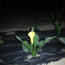 인숙농장 이미지