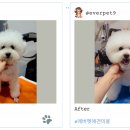 에버펫동물병원 이미지