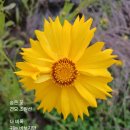 숨은꽃