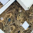 박달수산 | 영덕 강구항, 동광어시장 종철수산 박달대게 시세와 후기