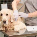 능곡동물병원 이미지