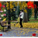 가을의 서정적인 노래모음" 이미지