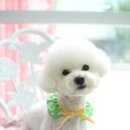 몽실 애견미용 이미지