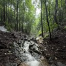 초엽 | 장맛비에 ‘청산유수(靑山流水)’와 ‘청류탁족(淸流濯足)’을 다시 즐긴다.