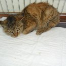 신광동물병원 이미지