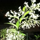 The Evening Primrose(夜来香) / The Shanghai Restoration Project 이미지