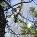 陸凱(육개)시 일수-中菴 趙成永(행서)자료 이미지