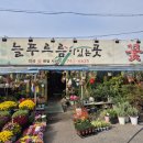 푸르름 | [매장 추천] 성남 분당, 판교 가성비 좋은 꽃다발 구매 후기 :: 늘푸르름이있는곳