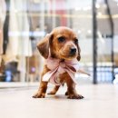 구산동 강아지 이미지